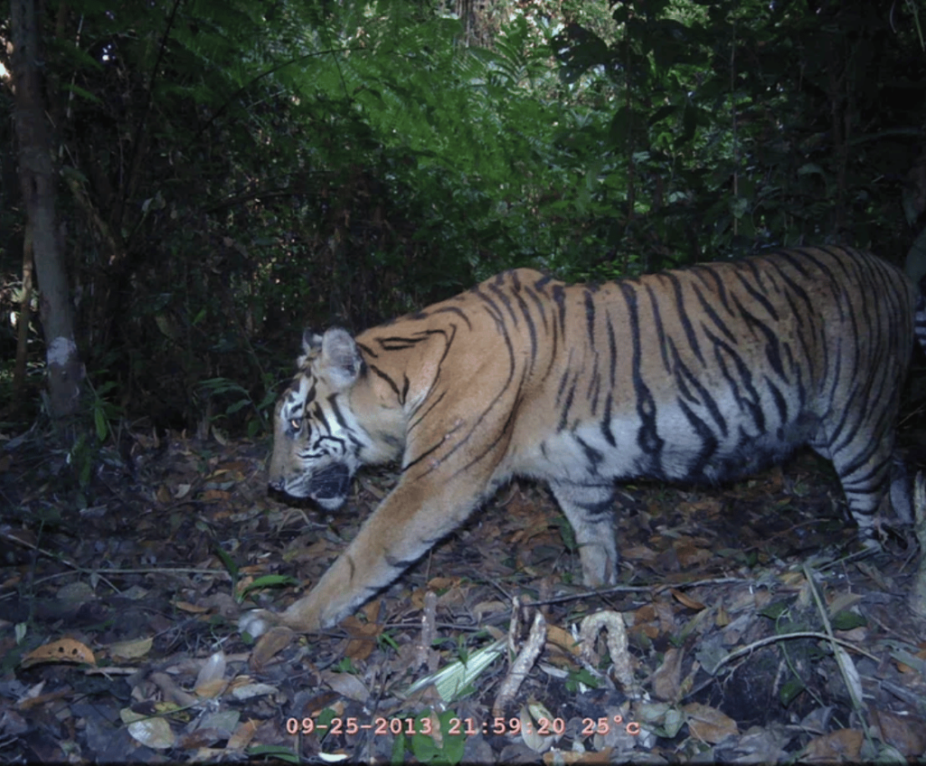 Tiger captured from trap camera